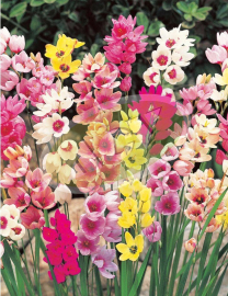 LUKOVICE IXIA MIX